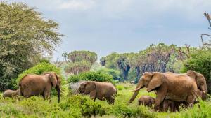 Los elefantes buscan refugio en bosques densos.