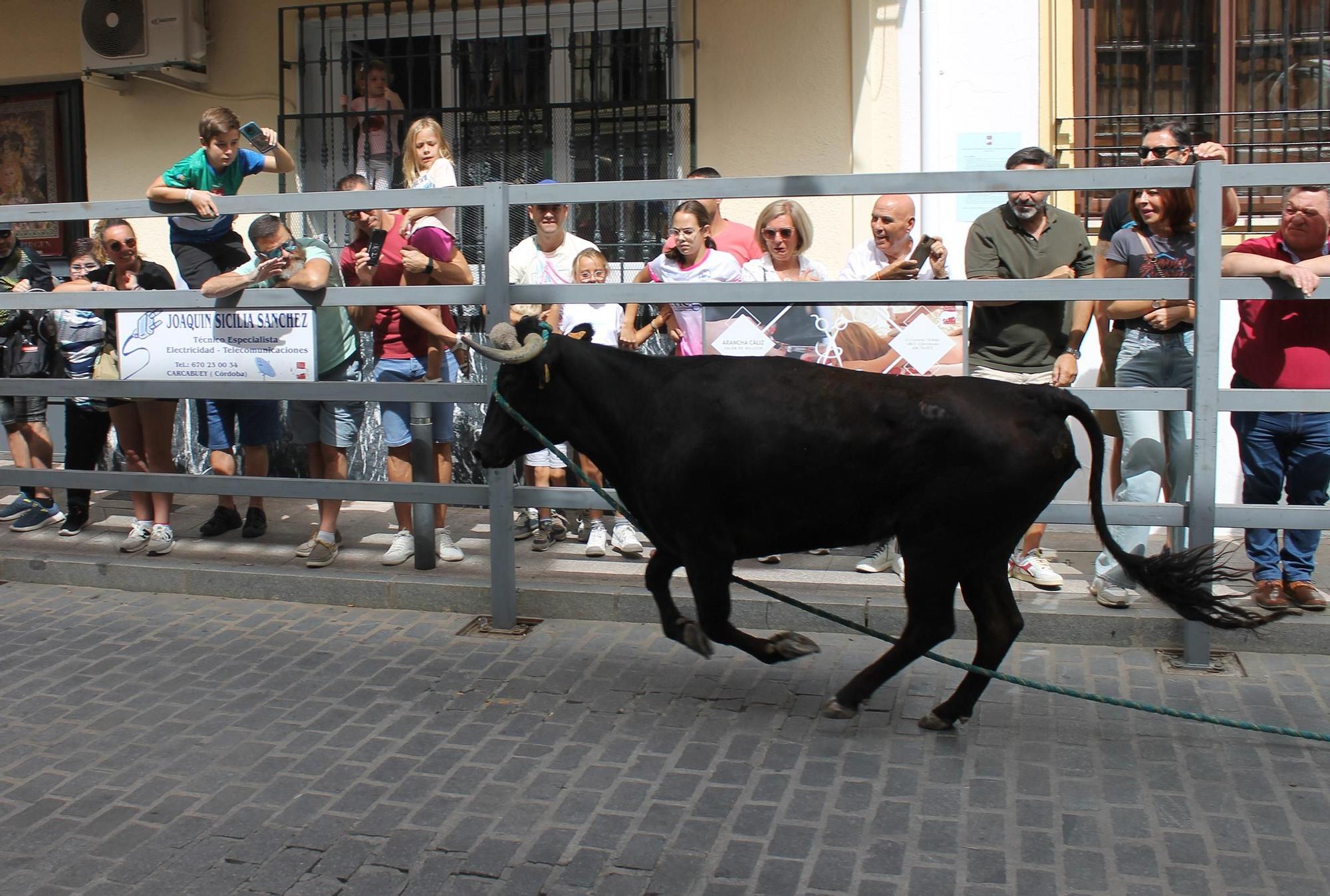 Carcabuey vuelve a disfrutar del toro de cuerda