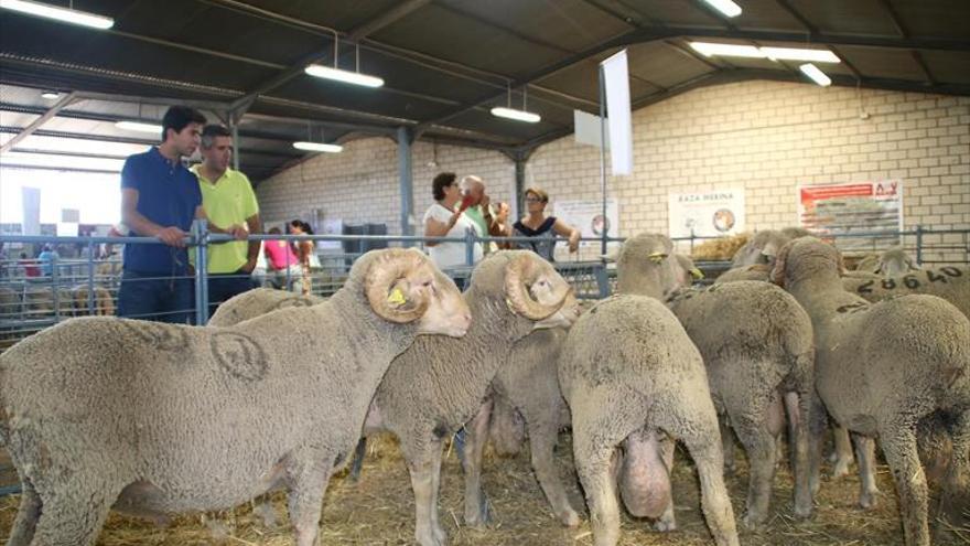 366 cabezas de ganado ovino participan en la exposición y subasta