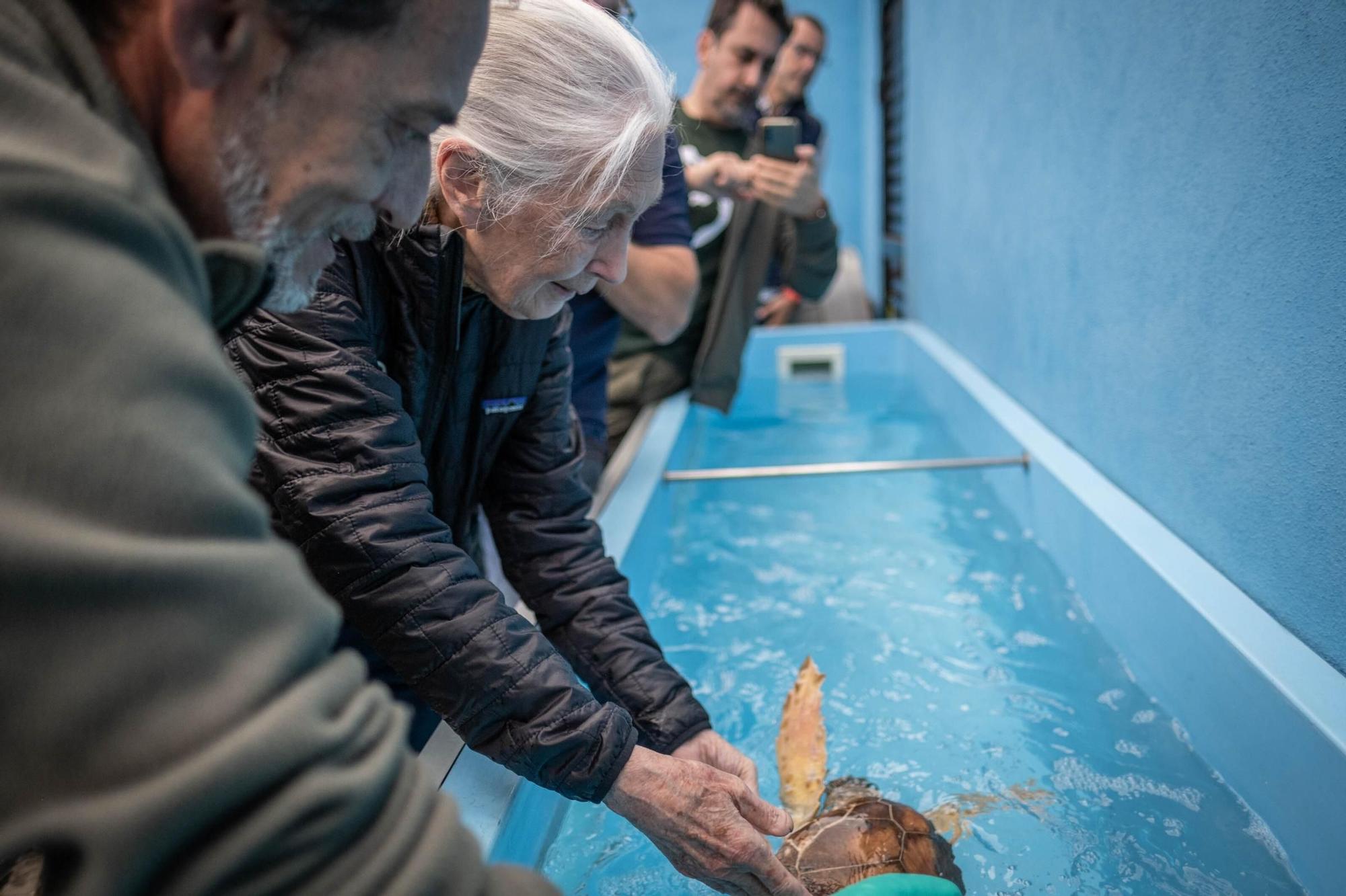 Jane Goodall visita distintos lugares en Tenerife