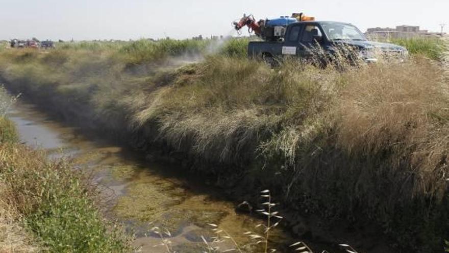 Castelló reduce este verano un 80% las quejas vecinales por mosquitos tigre