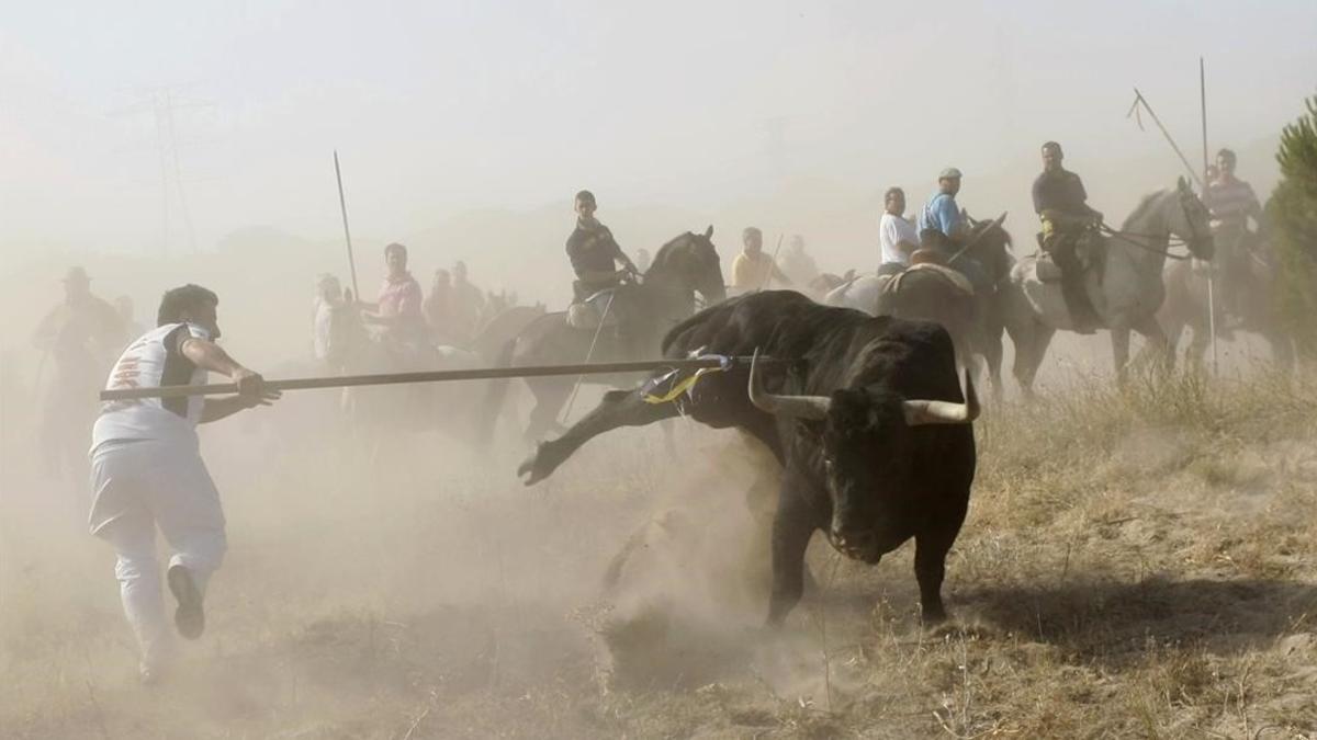 El animal lanceado durante el festejo del Toro de la Vega, en Tordesillas.