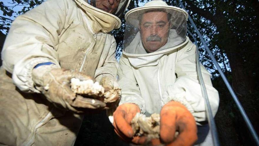Voluntarios en Lourizán recogen restos de un nido eliminado. // Gustavo Santos