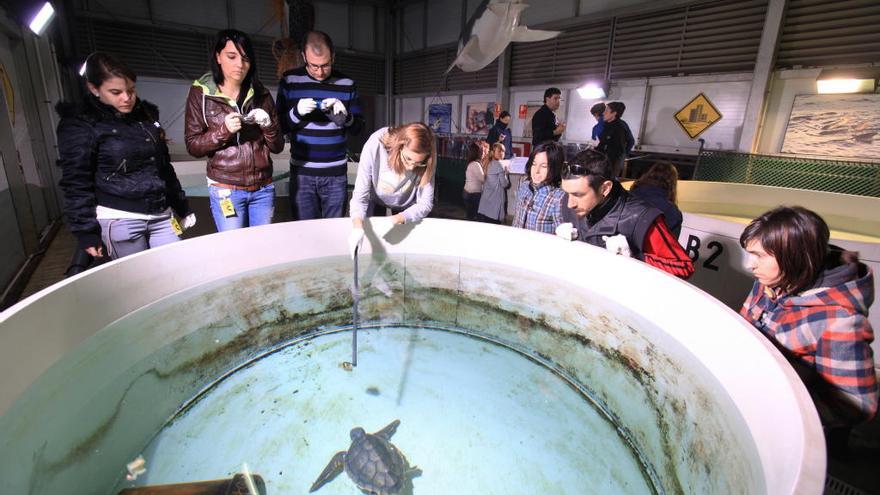 Una oportunitat per a conéixer les tortugues