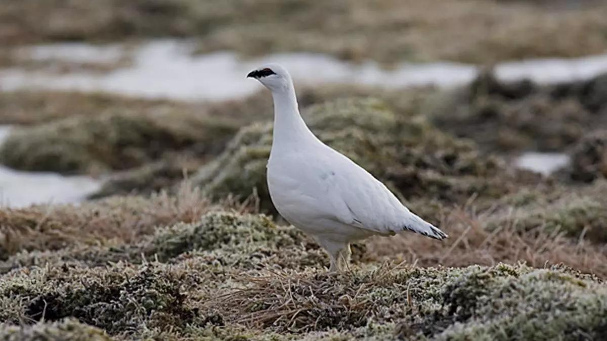 Lagópodo alpino.