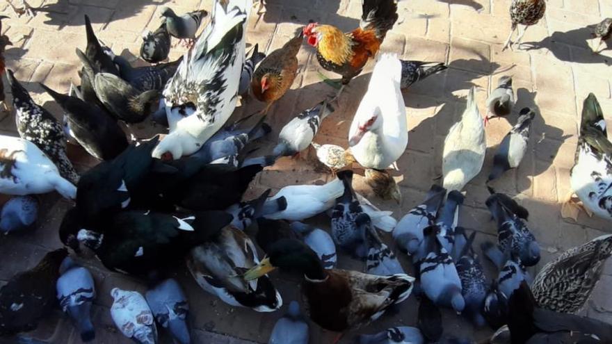 Aves hambrientas junto a la valla del parque de las Naciones donde son alimentadas por algunos vecinos