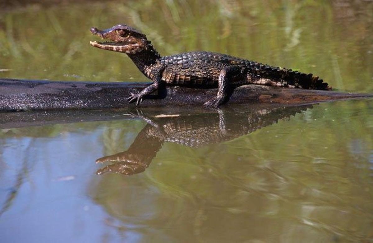 El caimán postruso vive en la la cuenca del Amazonas y es el segundo cocodrilo más pequeño del mundo.