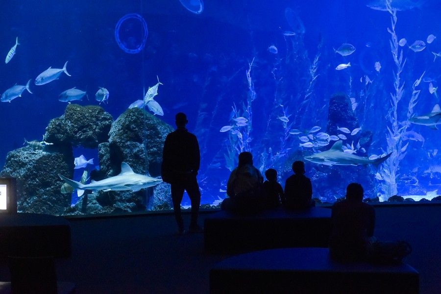 Reapertura del acuario Poema del Mar