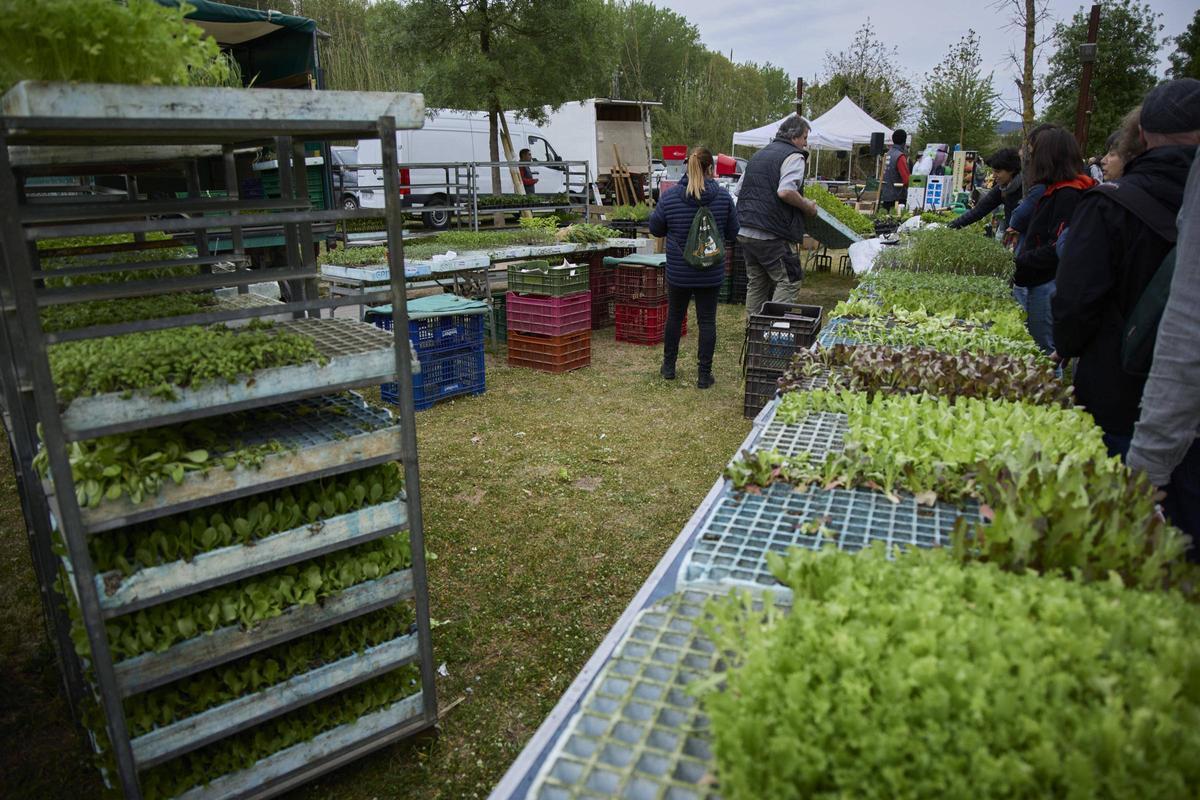 Una gentada s’ha acostat per visitar els 34 expositors presents, per participar en algun dels tallers programats o passejar per l’espai natural de la Fira de la Flor i el Planter. Una gentada s’ha acostat per visitar els 34 expositors presents, per participar en algun dels tallers programats o passejar per l’espai natural de la Fira de la Flor i el Planter.