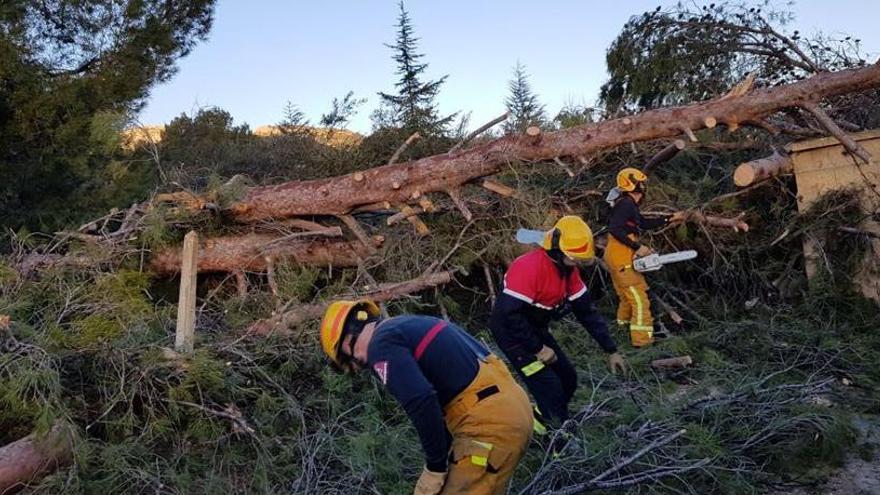 Varios bomberos del parque comarcal La Montaña cortando uno de los árboles que ha tirado el viento.