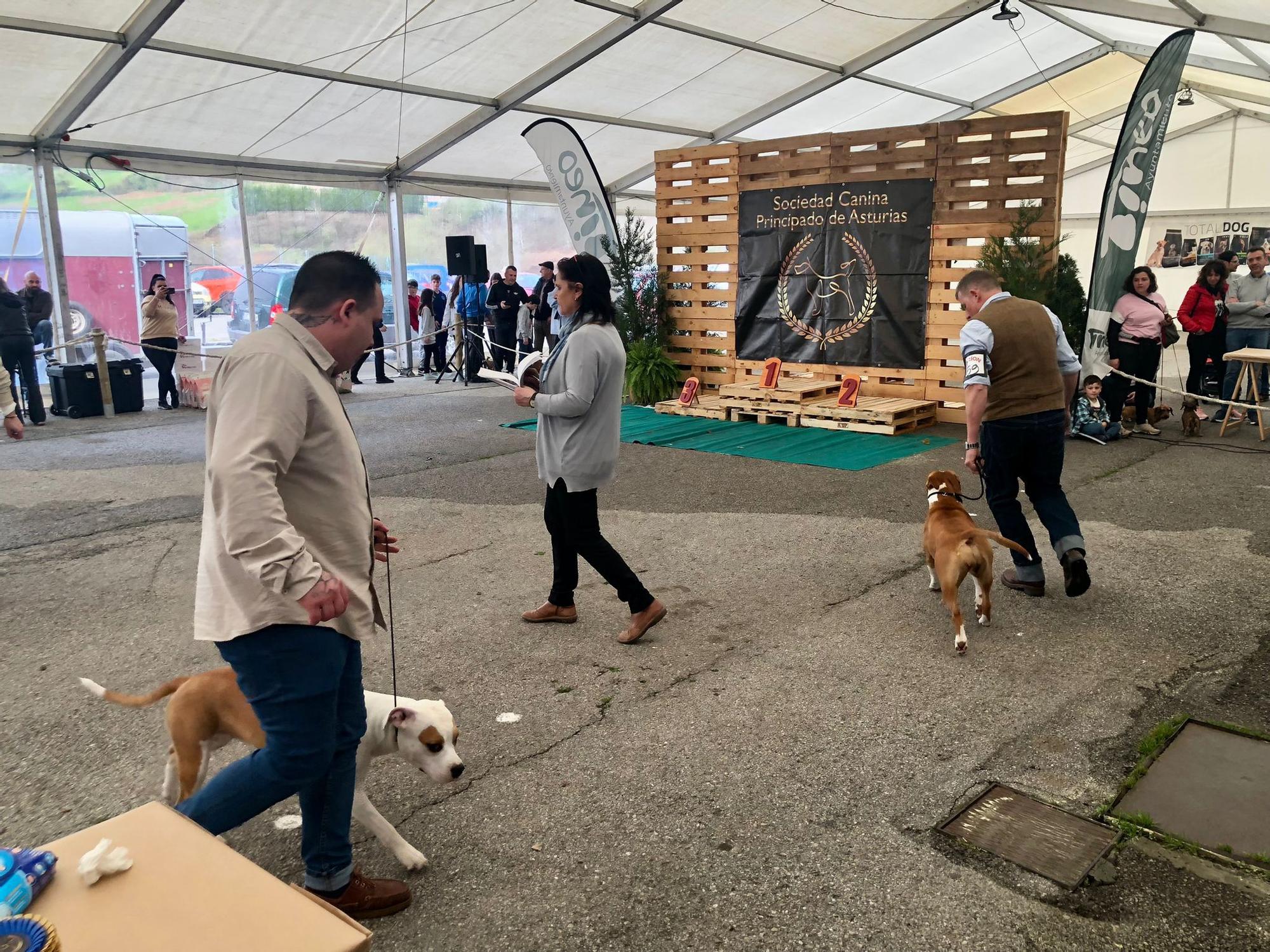 Éxito de público y animales en la 28ª Feria del Perro de Tineo