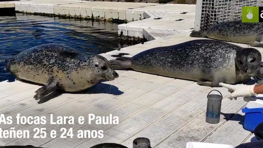 Las dos focas más veteranas del Aquarium de A Coruña van al dentista