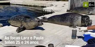 Las dos focas más veteranas del Aquarium de A Coruña van al dentista
