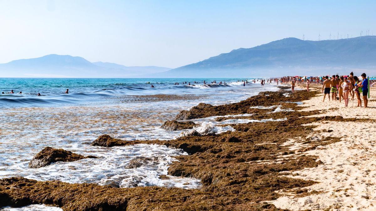Estas algas invasoras afectarán a algunas de las mejores playas del país.