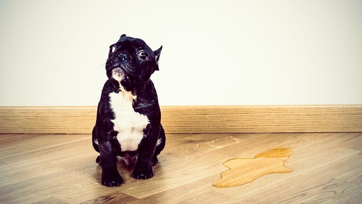 DETERGENTE PARA LIMPIAR ORINA DE PERRO | ¿Cómo limpiar el pis de perro y quitar el desagradable olor en tu hogar?