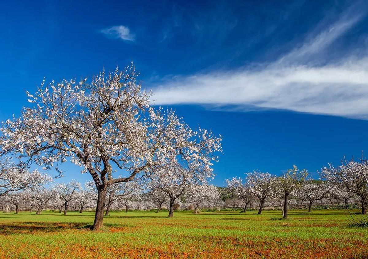 Los almendros, atacados por la Xylella