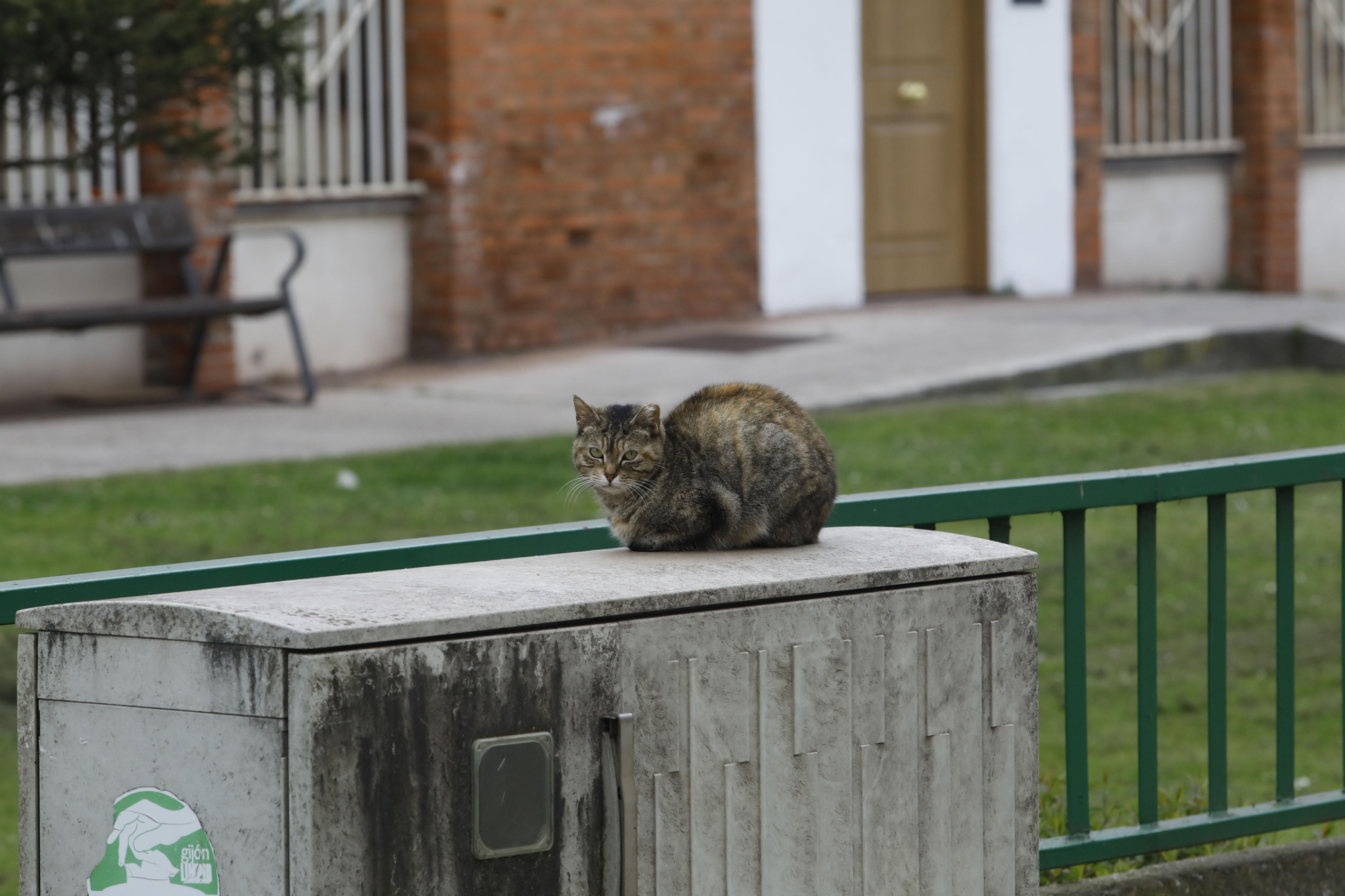 Colonias felinas en Gijón