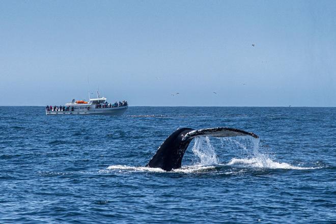 Mar de Cortés avistamiento ballenas