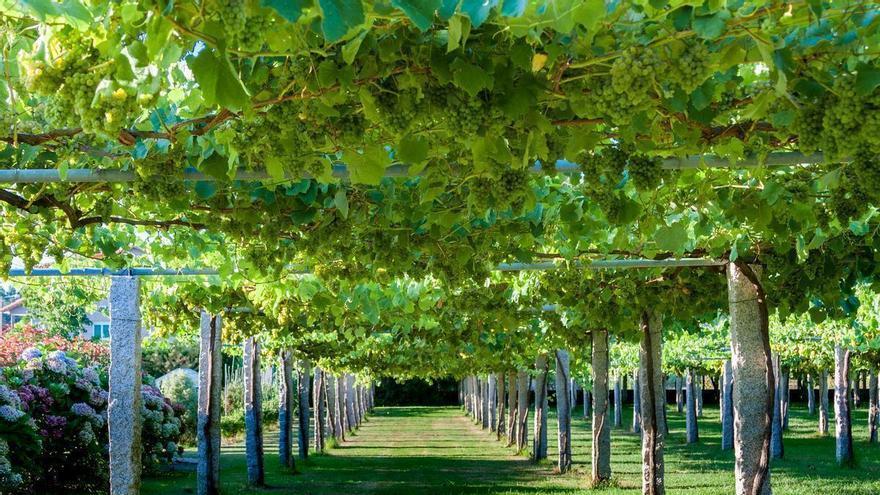 Los vinos de A Coruña, una tierra atlántica que también se bebe