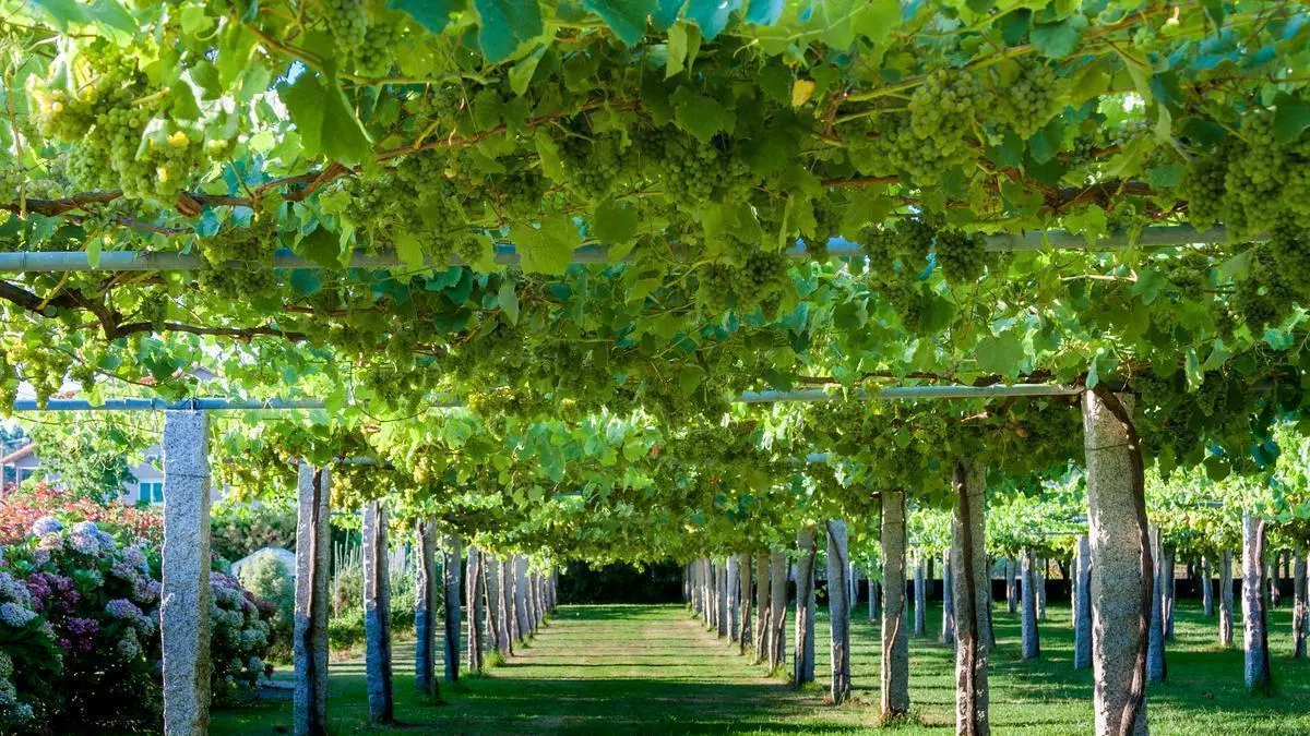 Los vinos de A Coruña, una tierra atlántica que también se bebe