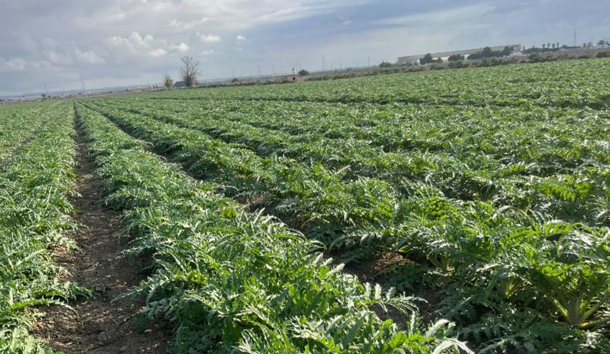Alcachofas en el campo murciano