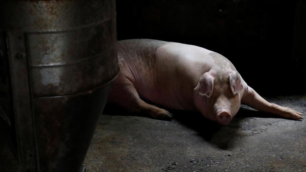 China cría cerdos gigantes como osos polares ante la escasez de carne