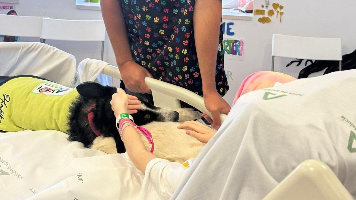Una paciente oncológica pediátrica del Hospital Materno Infantil durante la última sesión de terapia canina.