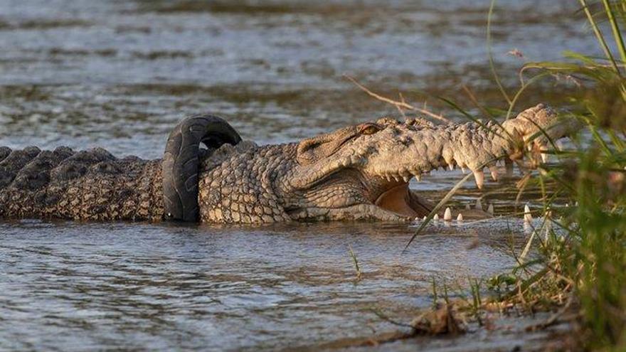 Indonesia se moviliza para liberar a un cocodrilo con un neumático en el cuello