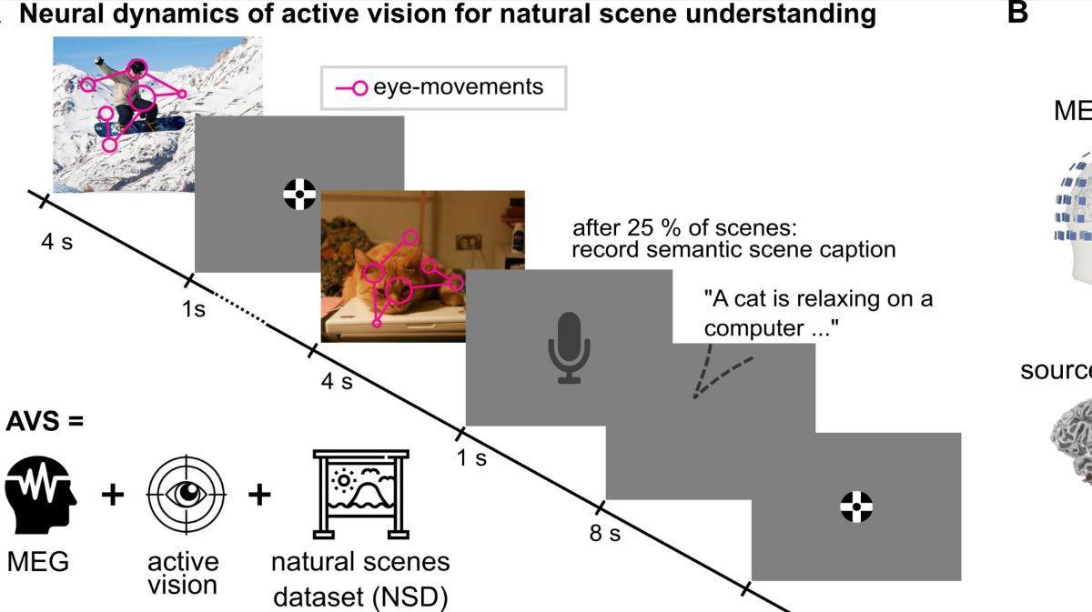 Diseño experimental del estudio, que combina grabaciones MEG con exploración de escenas naturales.