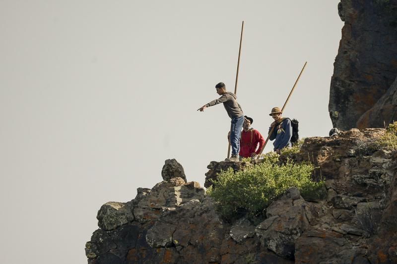 26/05/2018 TASARTICO, ALDEA DE SAN NICOLAS.  Apañada de cabras en la zona de Güi Güi, organizada por el Cabildo de Gran Canaria y  con la colaboración de distintos colectivos. FOTO: J. PÉREZ CURBELO  | 26/05/2018 | Fotógrafo: José Pérez Curbelo