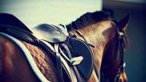 Polèmica per un curs d’estiu que ofereix als nens pintar sobre un cavall a Múrcia