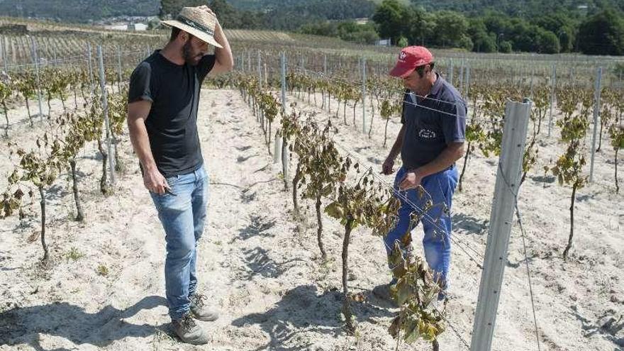 Dos viticultores en San Cristovo (Ribadavia) observan los daños de las heladas en su viñedos. // Brais Lorenzo