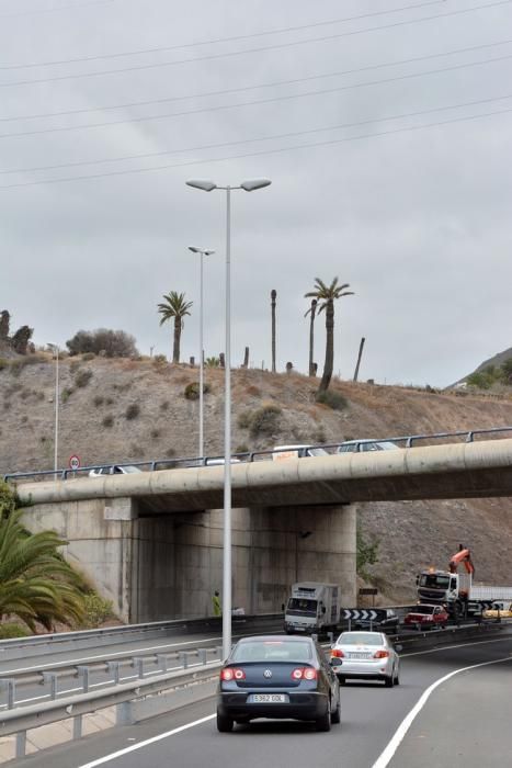 PALMERAL ENFERMO EN EL LAZO Y EL FONDILLO