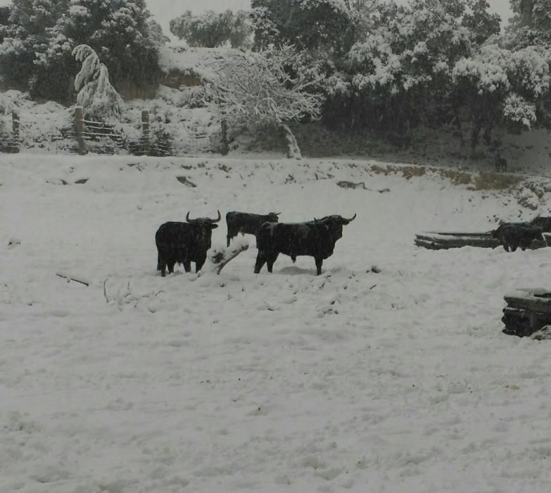 La nieve cubre los campos de Moixent.