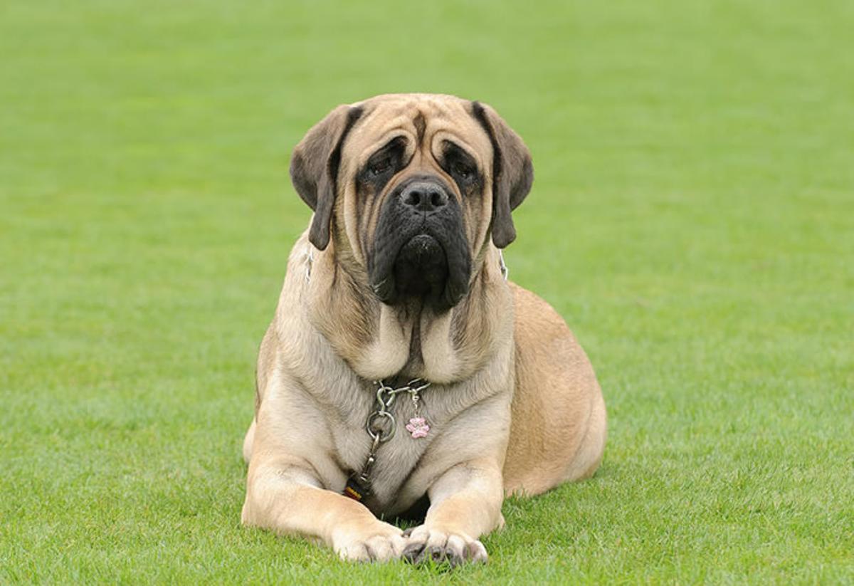 El mastín inglés una de las razas de perro más grandes del mundo