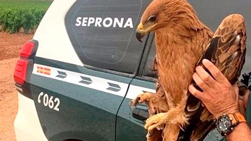 Envenenan a águilas en peligro de extinción en dos cotos de caza en Sevilla