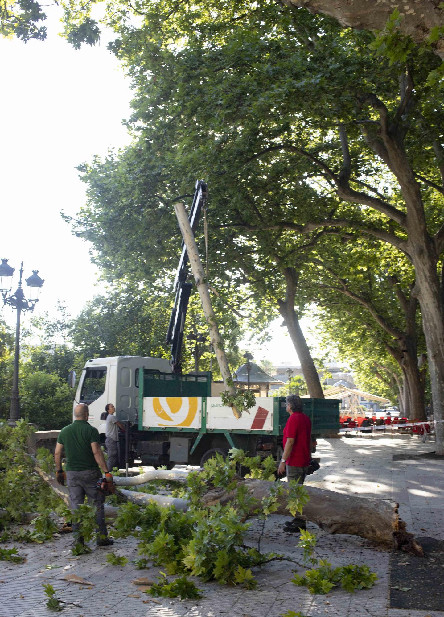 Se desprende una rama de grandes dimensiones de un platanero de l'Albereda de Xàtiva