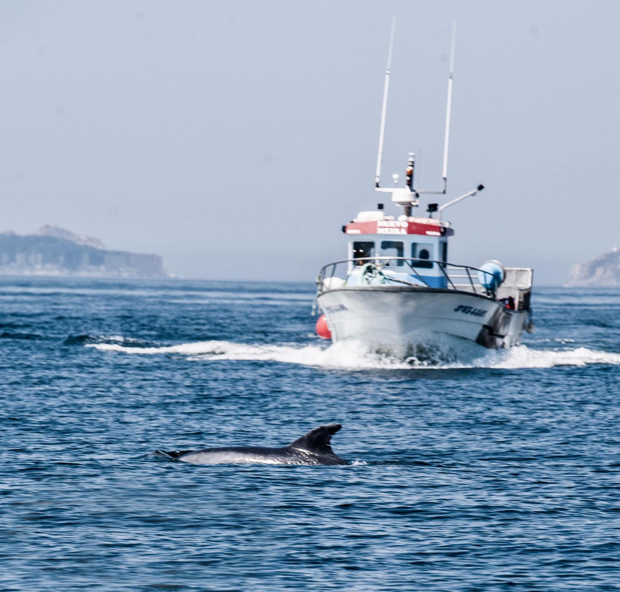 El posado de los delfines en la ría de Vigo