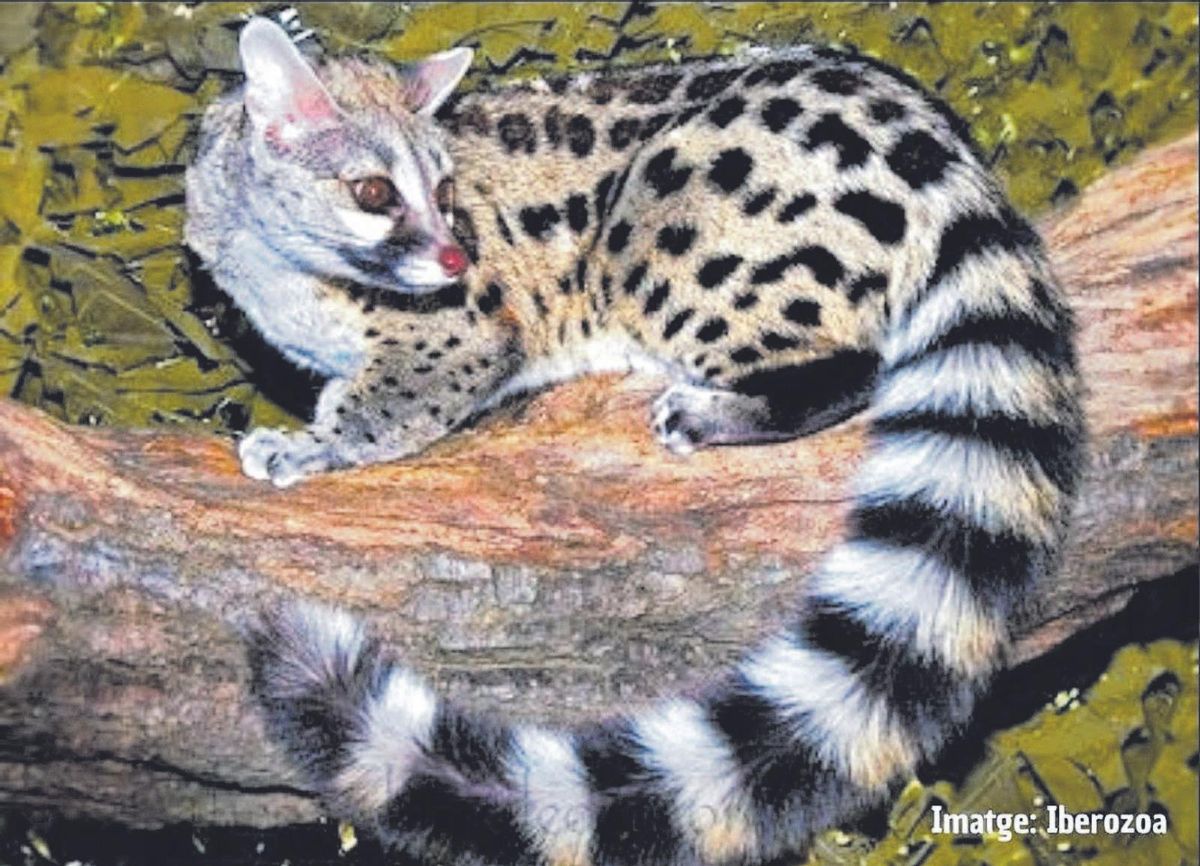 L'autèntica fauna nocturna d'Eivissa