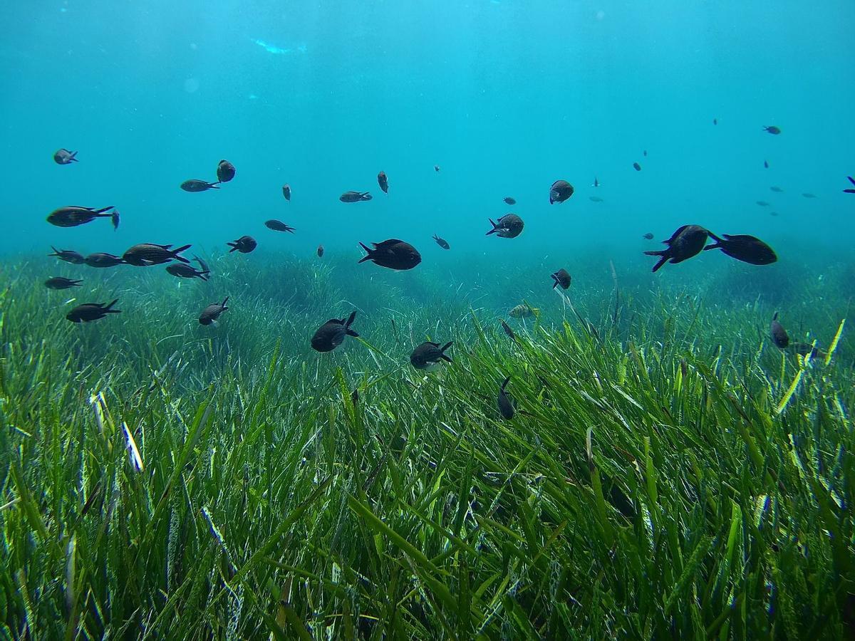 Praderas de posidonia en el mar balear