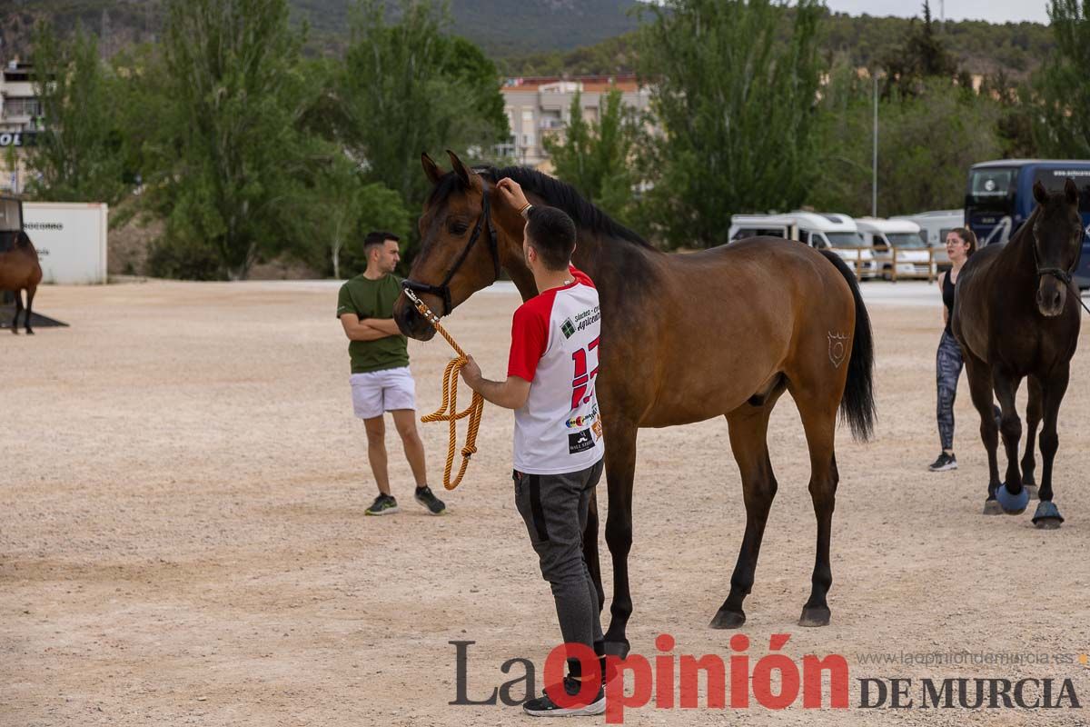 Control veterinario de los Caballos del Vino en Caravaca