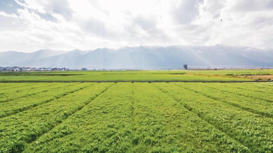 Agricultura ecològica, alguna cosa més que moda