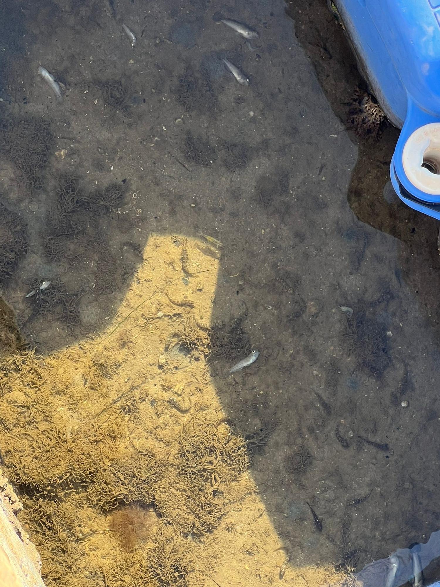 Peces muertos en el Mar Menor: aparecen ejemplares sin vida en Santiago de la Ribera