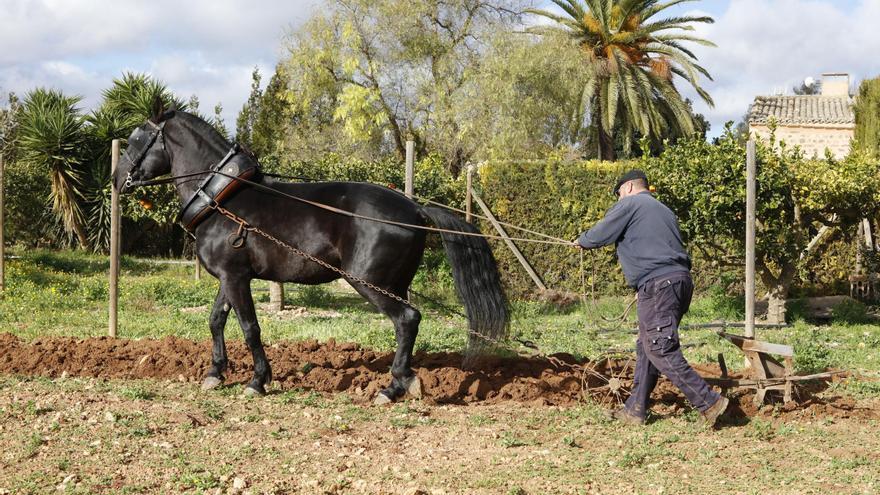 Landwirtschaft wie anno dazumal: Neue Erlebnis-Finca auf Mallorca geplant