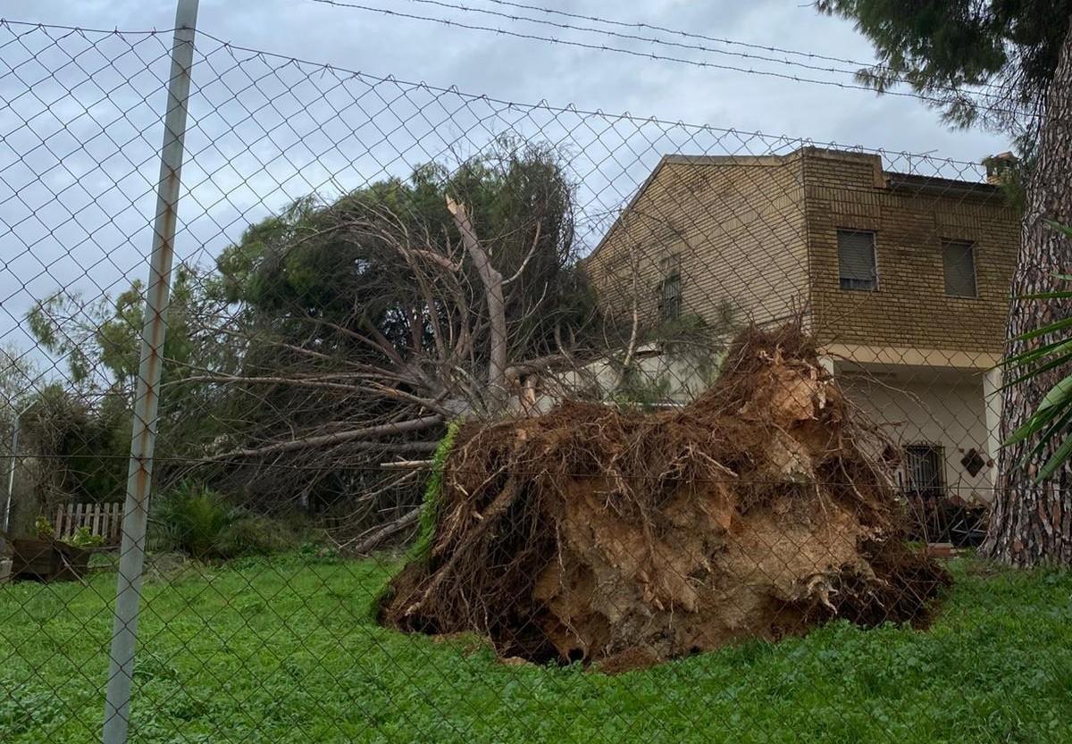 Árbol de gran porte caído junto a una vivienda en Puente Genil.
