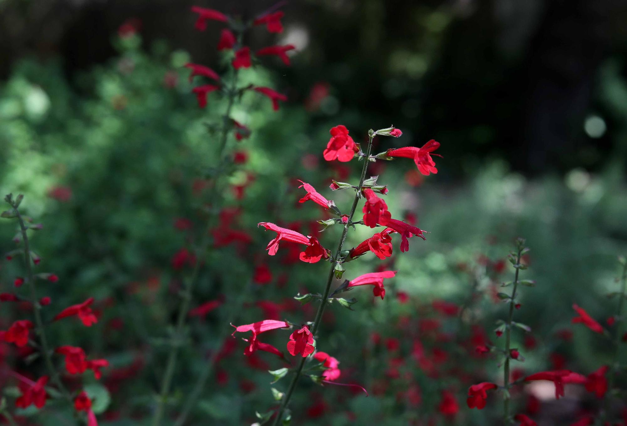 Las flores del Jardín Botánico en primavera