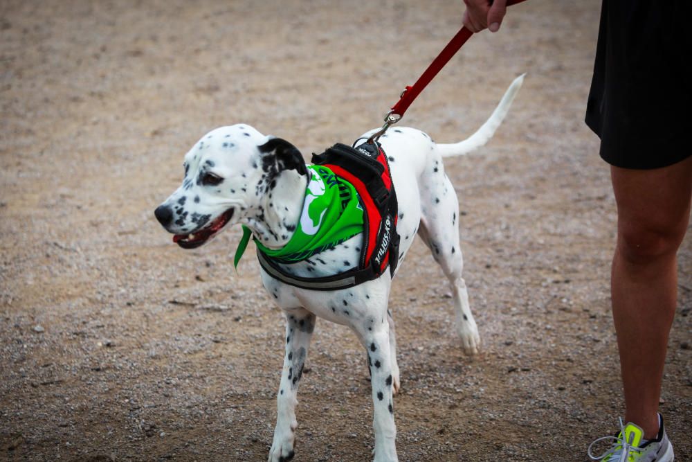 Can We Run Mallorca: So war das Hunderennen