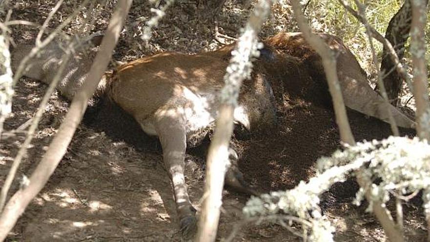 Imagen de una cierva en fase de descomposición aparecida en el término de Valdemerilla.