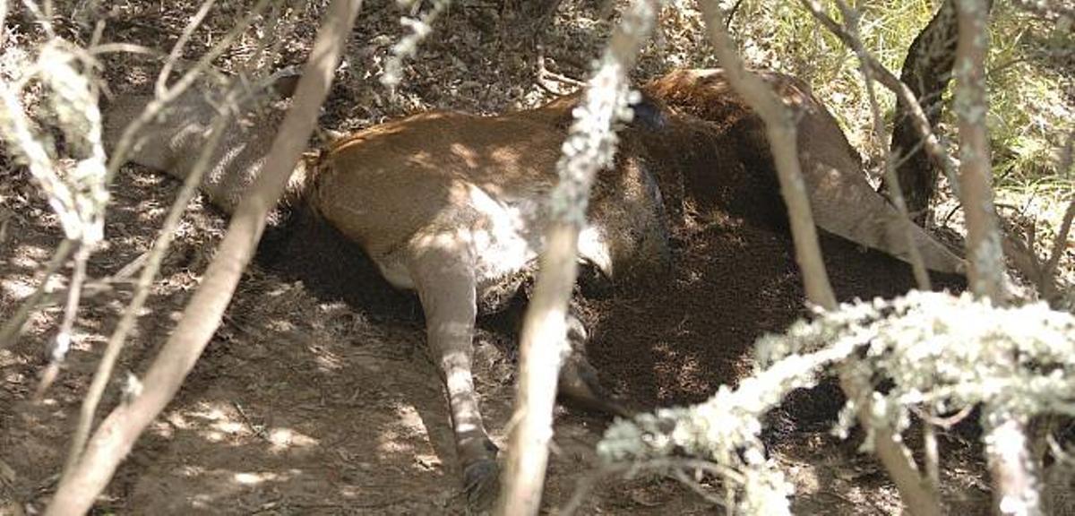 Imagen de una cierva en fase de descomposición aparecida en el término de Valdemerilla.