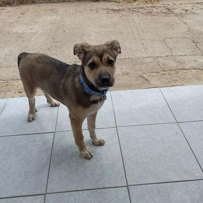 Denuncian a un policía de Castelló por atropellar “intencionadamente” a un perro